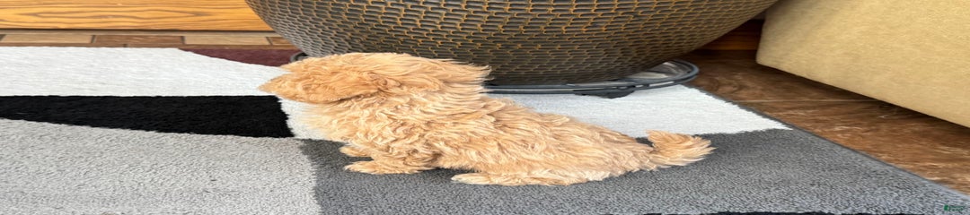 Sammy