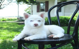 Pomsky dogs for sale: Lemon - Image 4