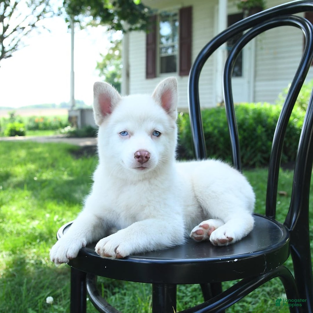 Pomsky dogs for sale: Lemon - Image 4