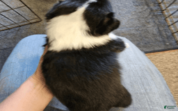 Welsh Corgi Pembroke dogs for sale: Boy 3 - Image 2