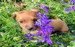 Jackapoo dogs for sale: Violet - Image 3