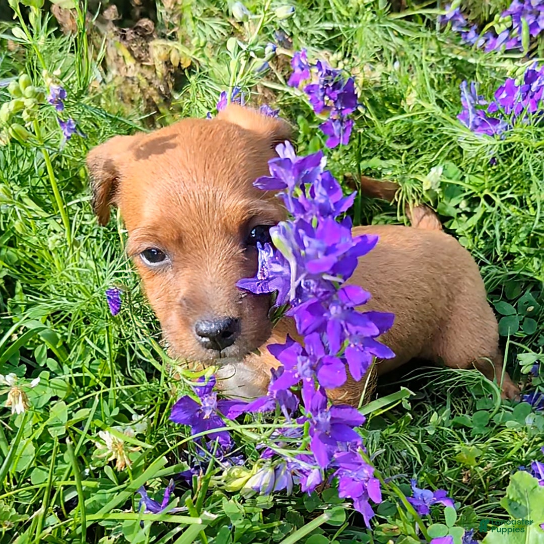 Jackapoo dogs for sale: Violet - Image 3