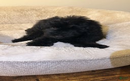 Yorkiepoo dogs for sale: Simba - Image 2