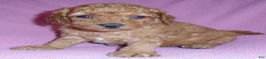 Penny