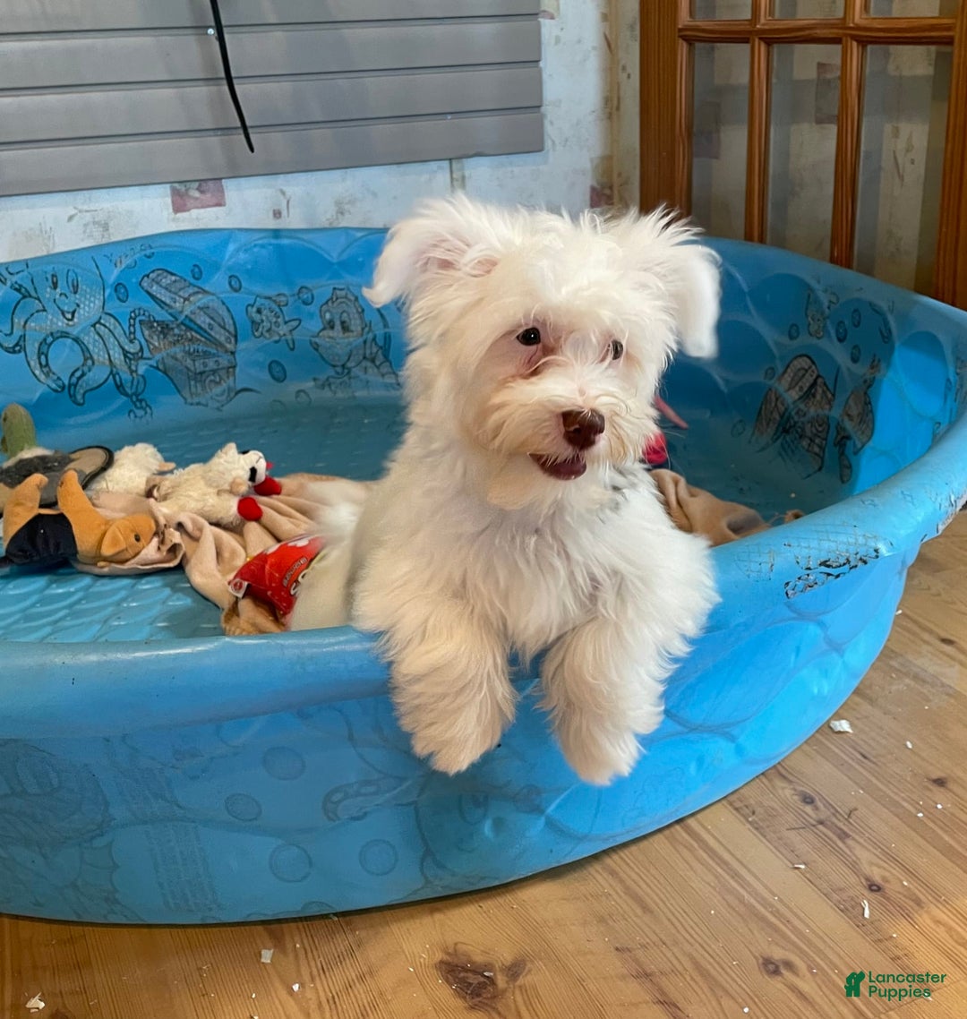 Havanese dogs for sale: Judy - Image 8