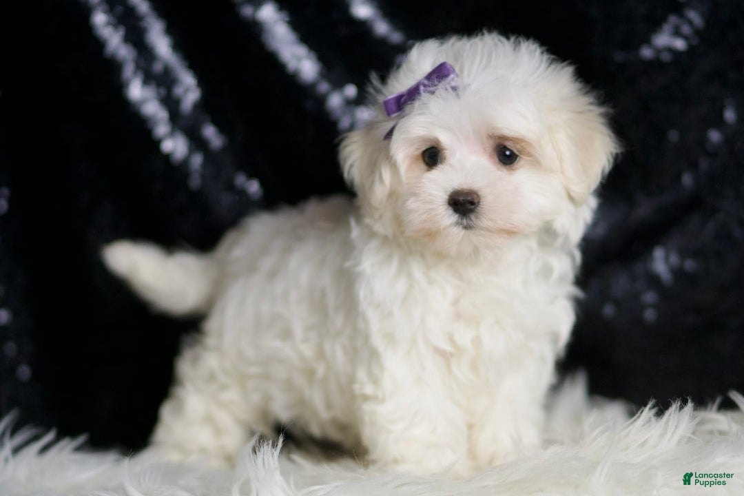 Miniature Poodle dogs for sale: Handsome - Image 2
