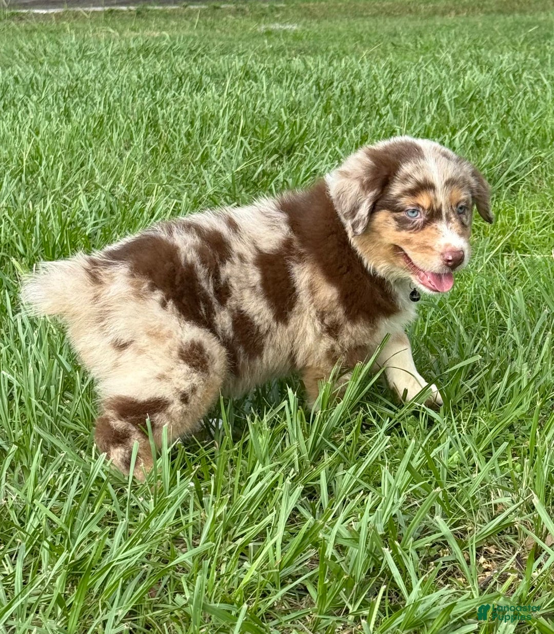 Australian Shepherd dogs for sale: L-black - Image 6