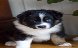 Australian Shepherd dogs for sale: Grape - Image 1