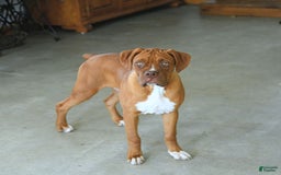 Boxer dogs for sale: Tank Rare Color - Image 12