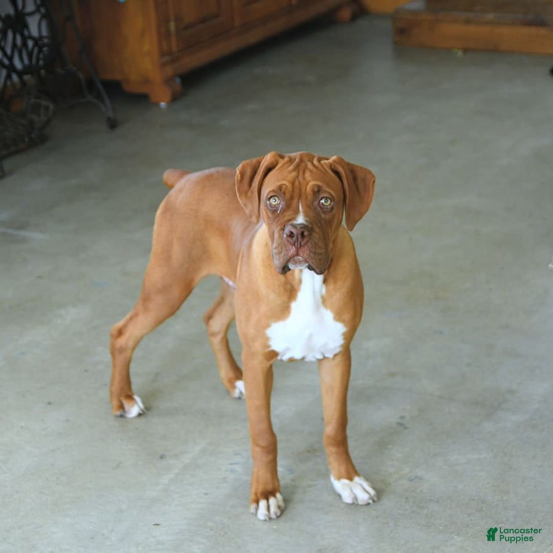 Boxer dogs for sale: Tank Rare Color - Image 12