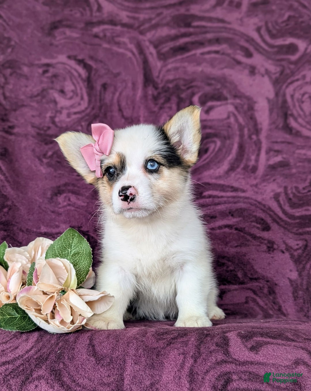 Welsh Corgi Pembroke dogs for sale: Kandee - Image 3
