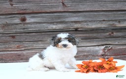 Miniature Poodle dogs for sale: Mac - Image 10