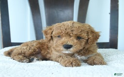 Miniature Poodle dogs for sale: Harper - Image 3