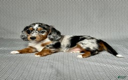 Miniature Dachshund dogs for sale: Miniature Dachshund 3 puppies - Image 7