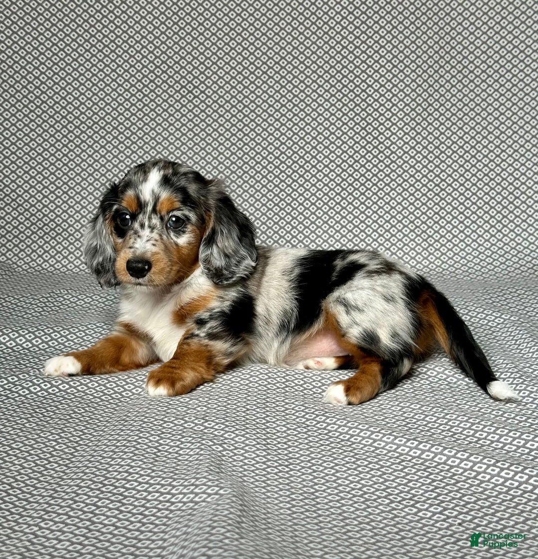 Miniature Dachshund dogs for sale: Miniature Dachshund 3 puppies - Image 7