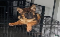 German Shepherd dogs for sale: Joyii - Image 5