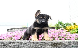 German Shepherd dogs for sale: Scout - Image 3