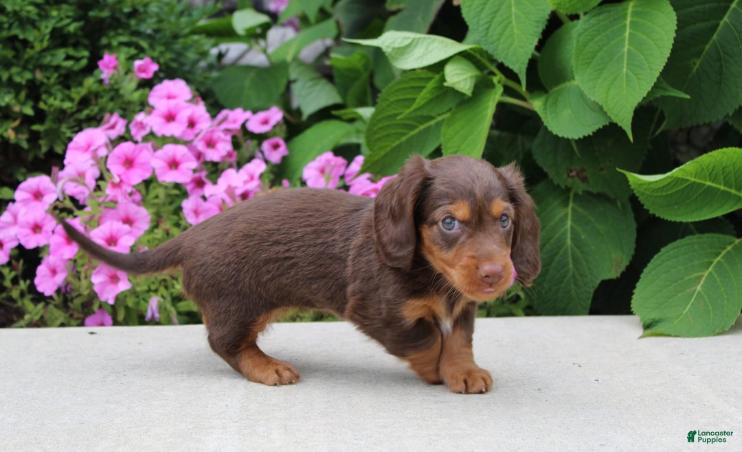Dachshund dogs for sale: Princess - Image 18