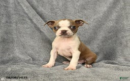 Boston Terrier dogs for sale: Lilac - Image 1