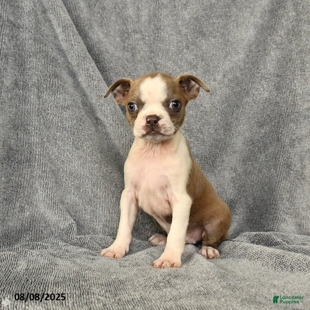 Boston Terrier dogs for sale: Lilac - Image 1