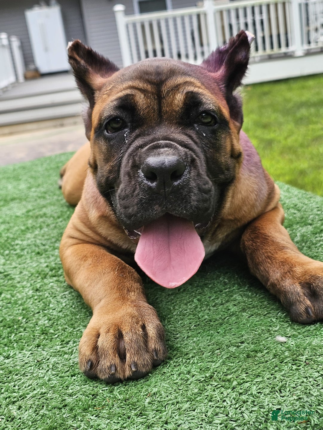 Cane Corso dogs for sale: Coco - Image 12