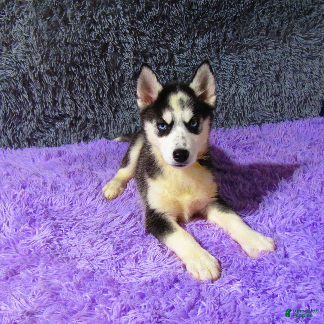 Siberian Husky dogs for sale: Babe - Image 4