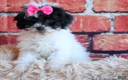 Bichpoo dogs for sale: Baby Doll - Image 1