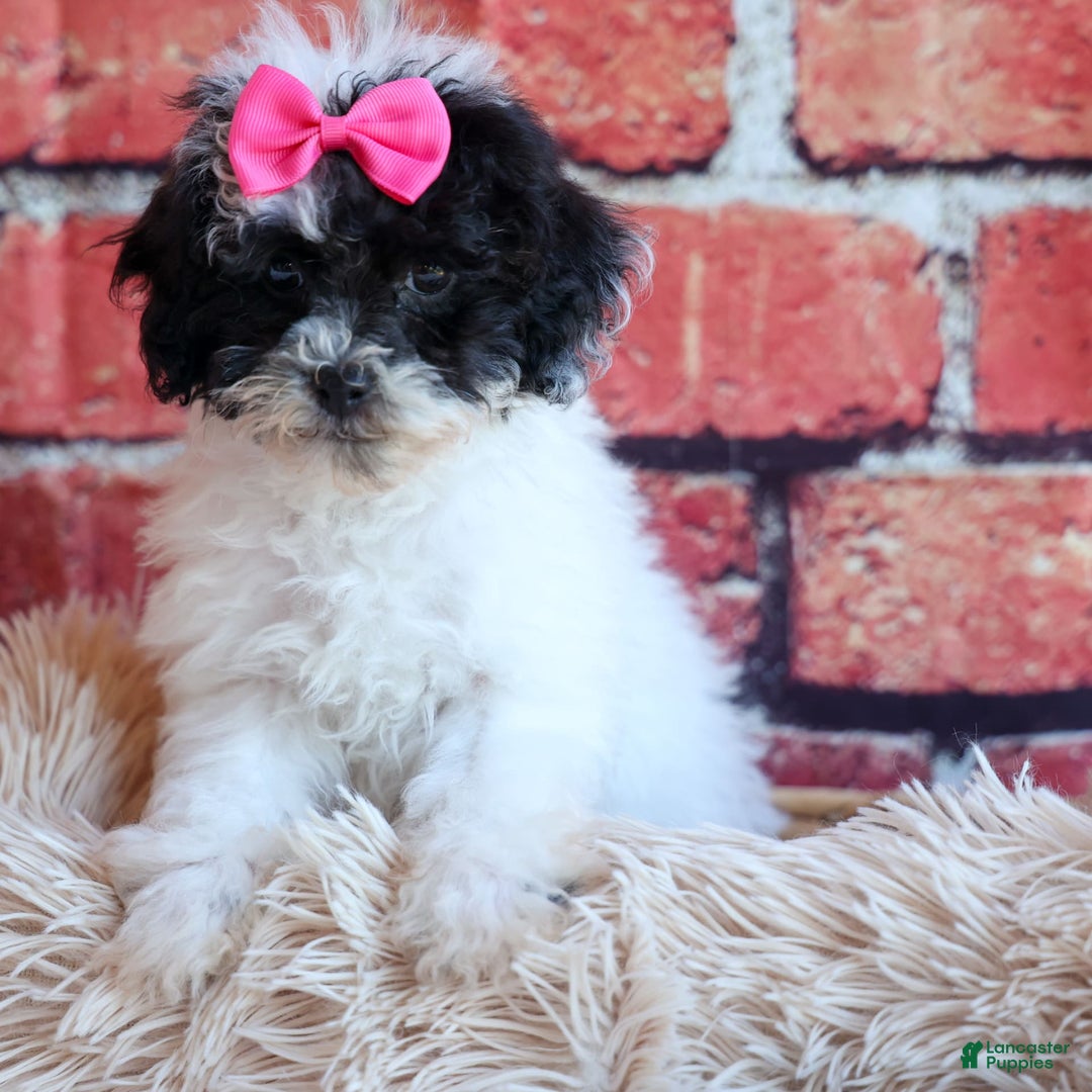 Bichpoo dogs for sale: Baby Doll - Image 1
