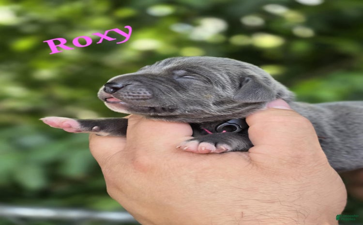 Great Dane dogs for sale - Ad 4