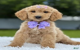 Goldendoodle dogs for sale: Ellie - Image 6