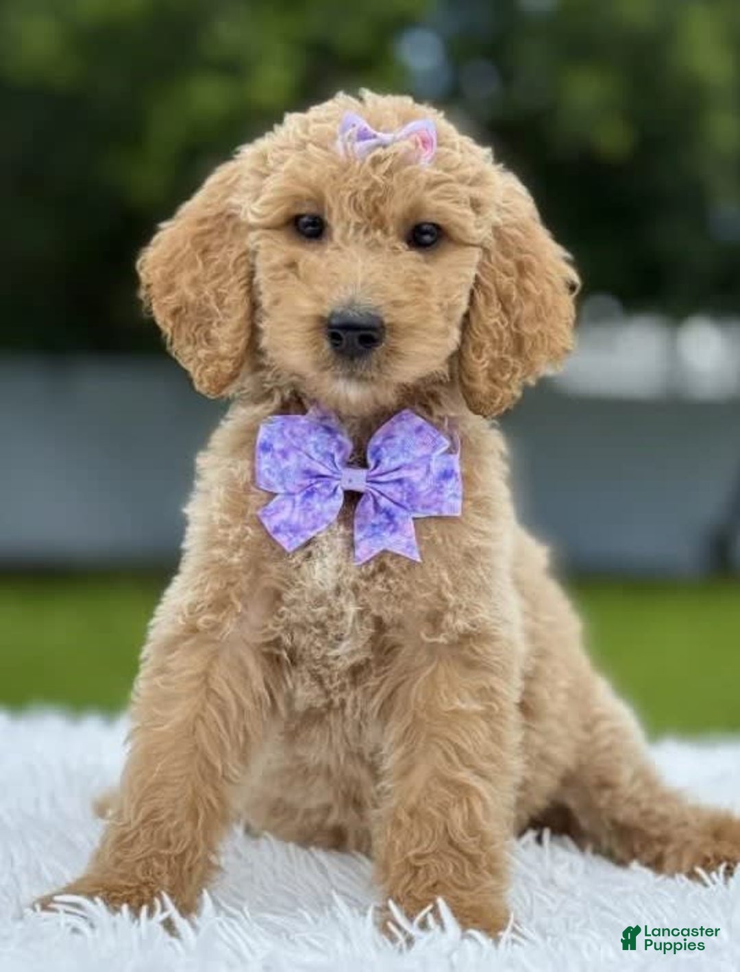 Goldendoodle dogs for sale: Ellie - Image 6