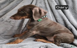 Doberman Pinscher dogs for sale: Gary - Image 1