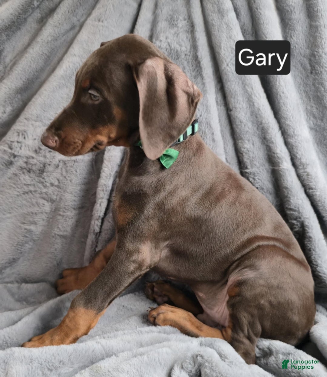 Doberman Pinscher dogs for sale: Gary - Image 1