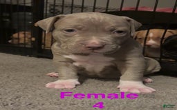 American Bully dogs for sale: Bella - Image 6