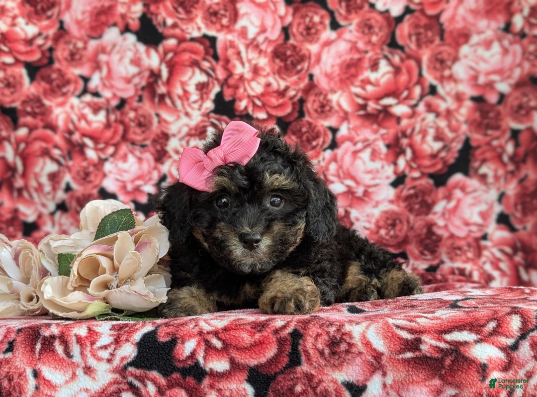 Havapoo dogs for sale: Flora Hypoallergenic - Image 5