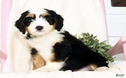 Mini Bernedoodle dogs for sale: Poppy - Image 6