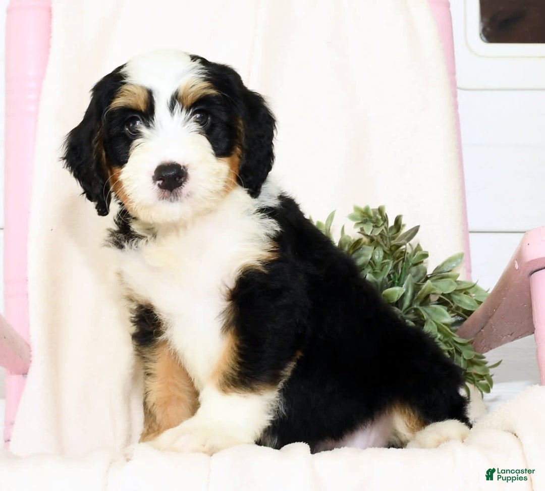 Mini Bernedoodle dogs for sale: Poppy - Image 6