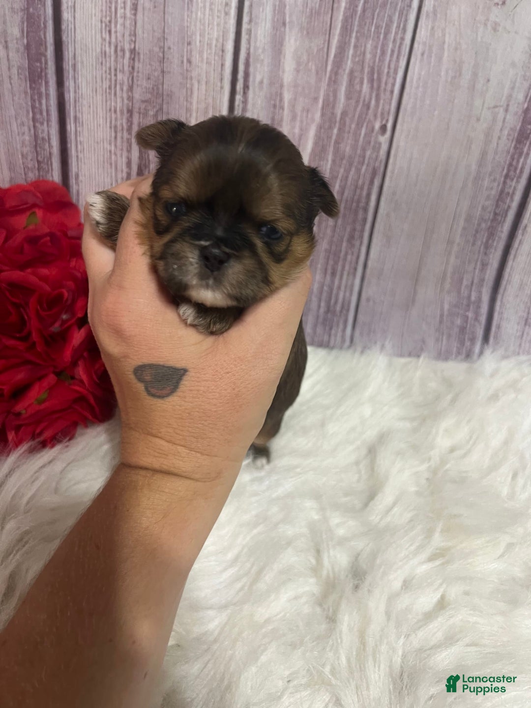 Shih Tzu dogs for sale: Cubby - Image 1