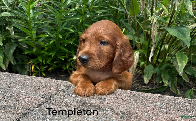 Irish Setter dogs for sale - Ad 5