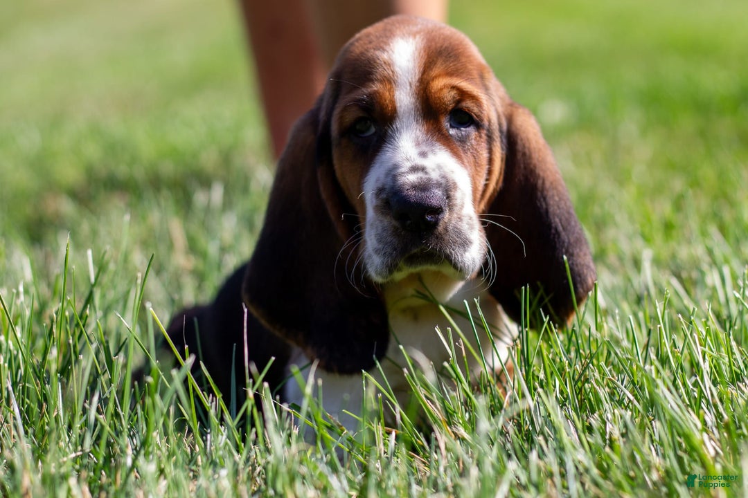 Basset Hound dogs for sale: Rocky - Image 13