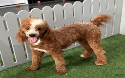Mini Goldendoodle dogs for sale: Milo F1b - Image 48