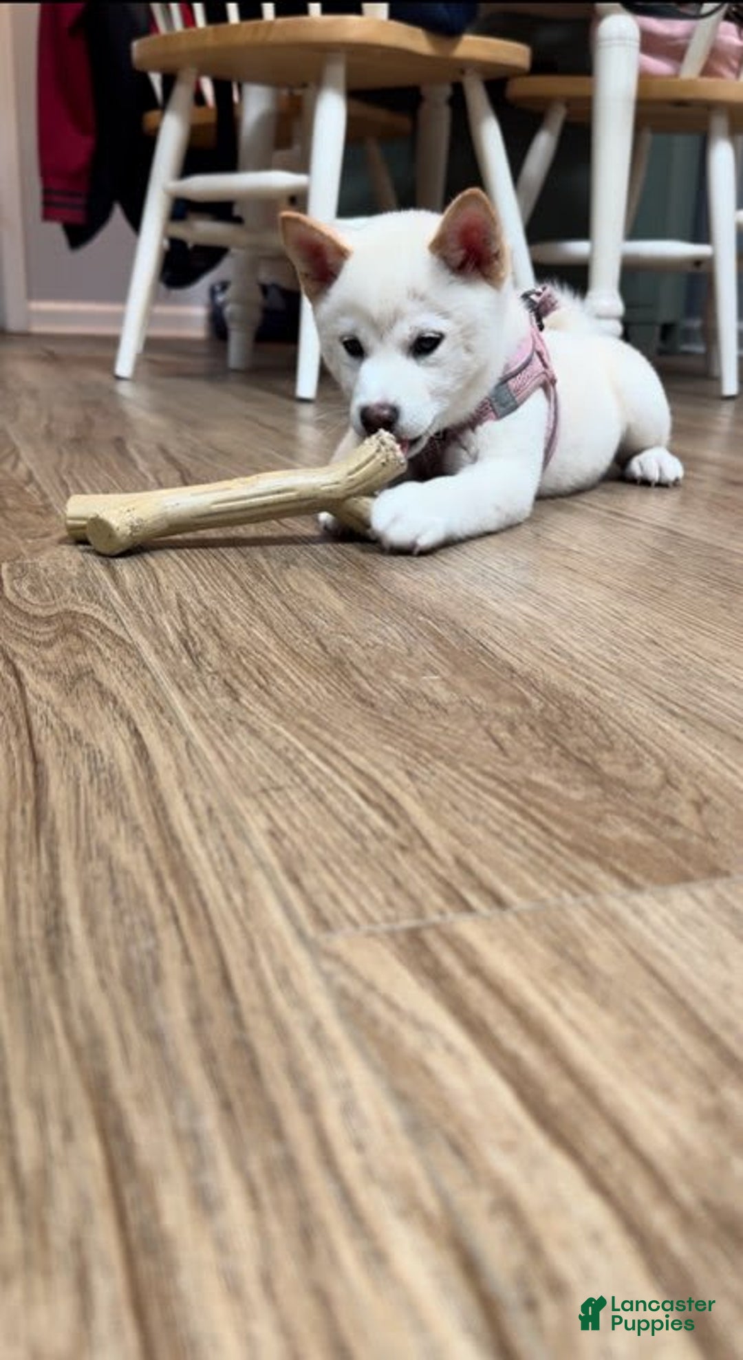 Shiba Inu dogs for sale: Luna - Image 2