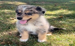 Alaskan Malamute dogs for sale: Cully - Image 2