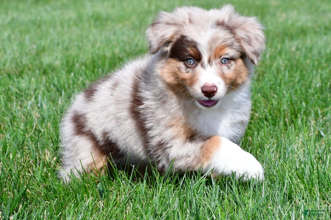 Australian Shepherd dogs for sale: Australian Shepherd 7 puppies - Image 11