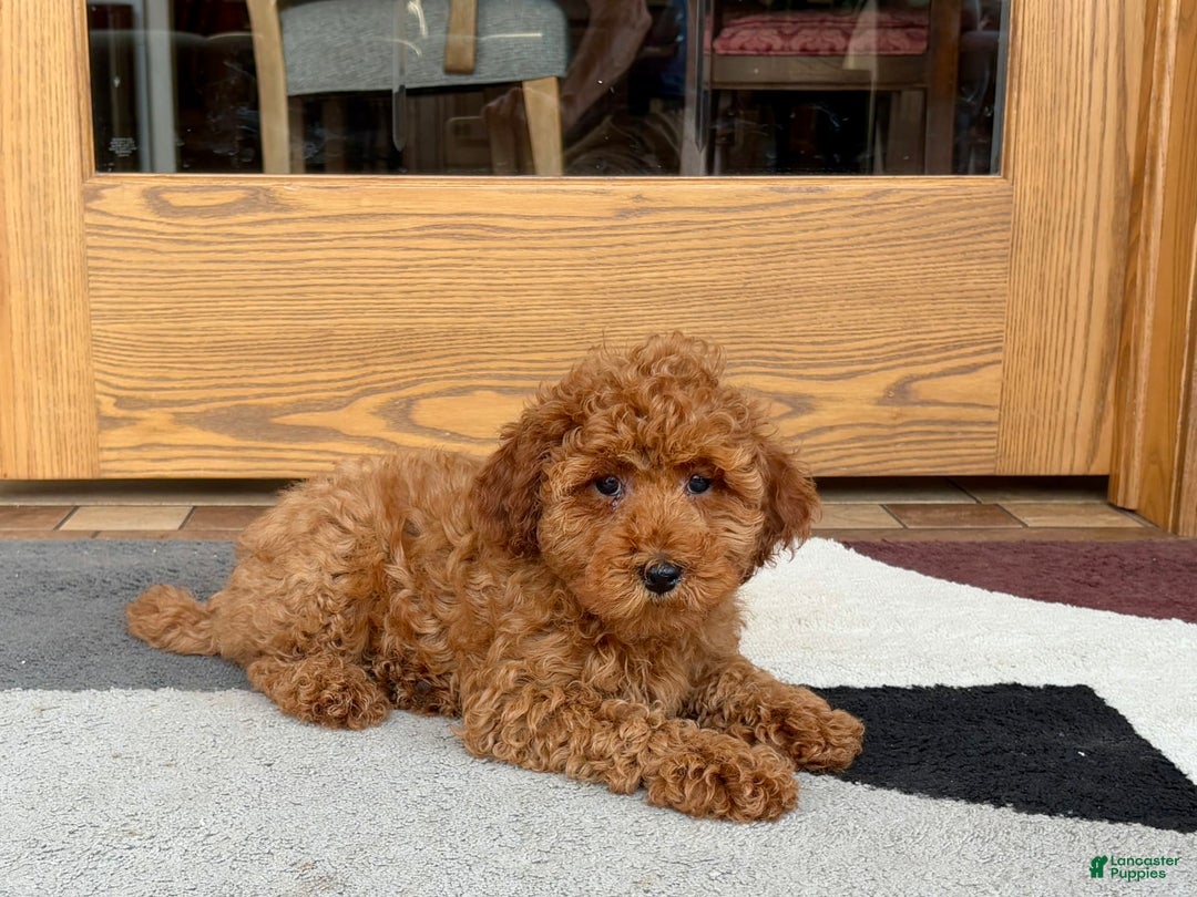 Cockapoo dogs for sale: Curtis - Image 10