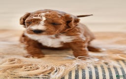 Goldendoodle dogs for sale: Smoky - Image 4