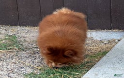 Pomeranian dogs for sale: Winston - Image 8
