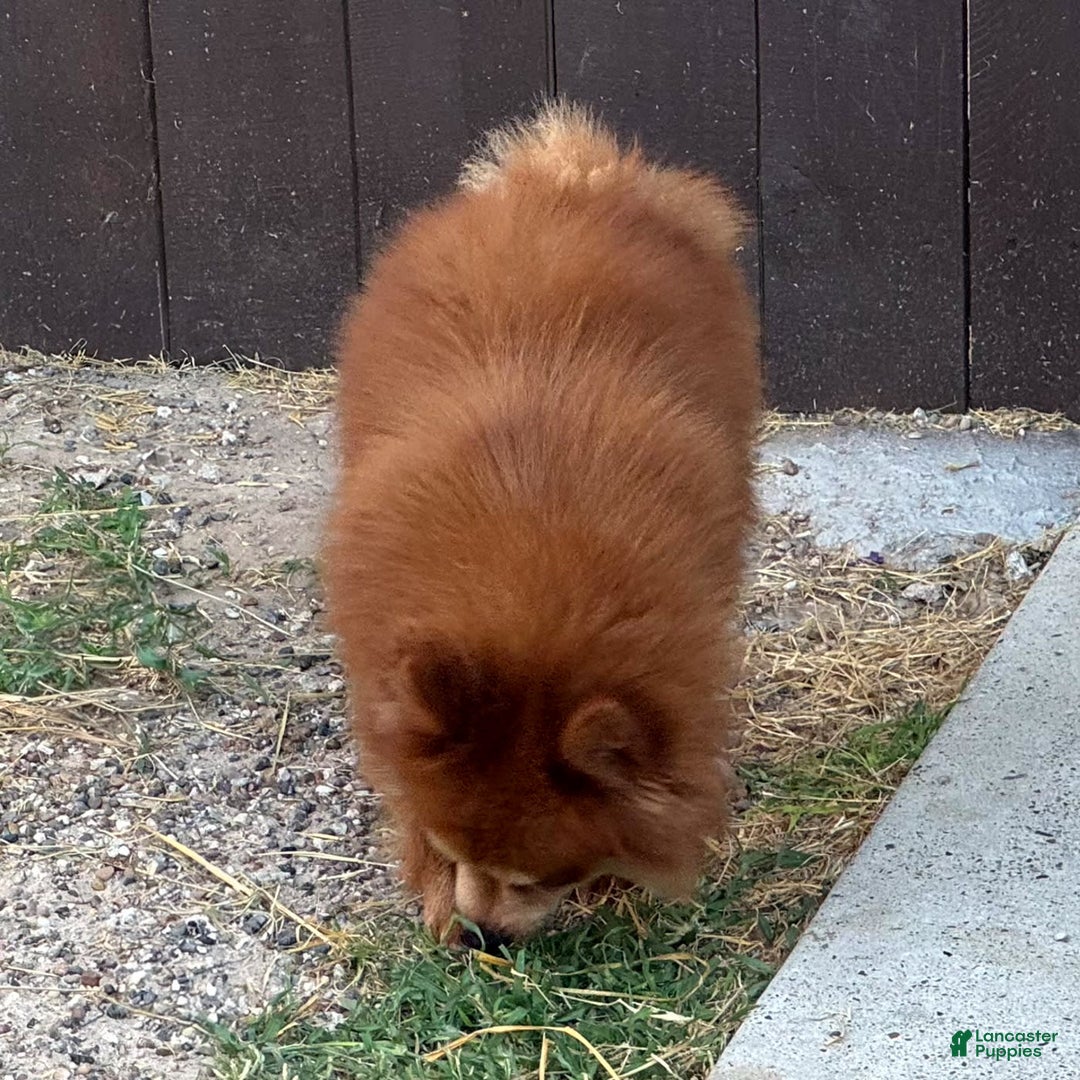 Pomeranian dogs for sale: Winston - Image 8