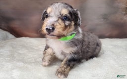 Shetland Sheepdog dogs for sale: Orbit - Image 3