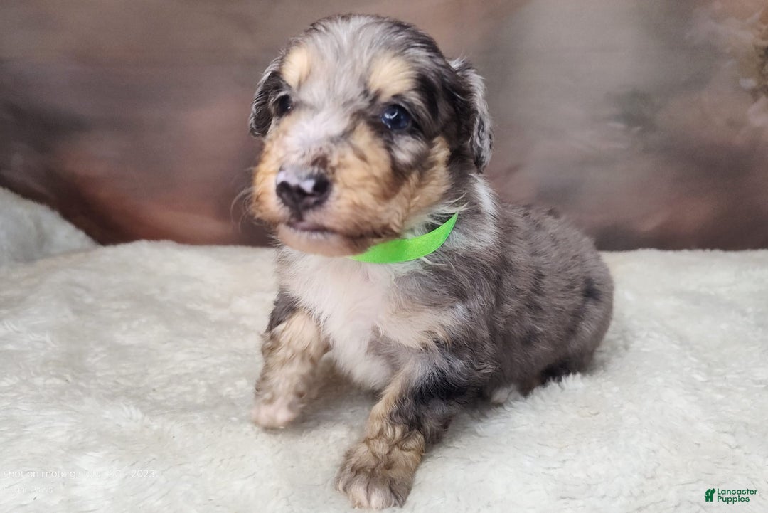Shetland Sheepdog dogs for sale: Orbit - Image 3